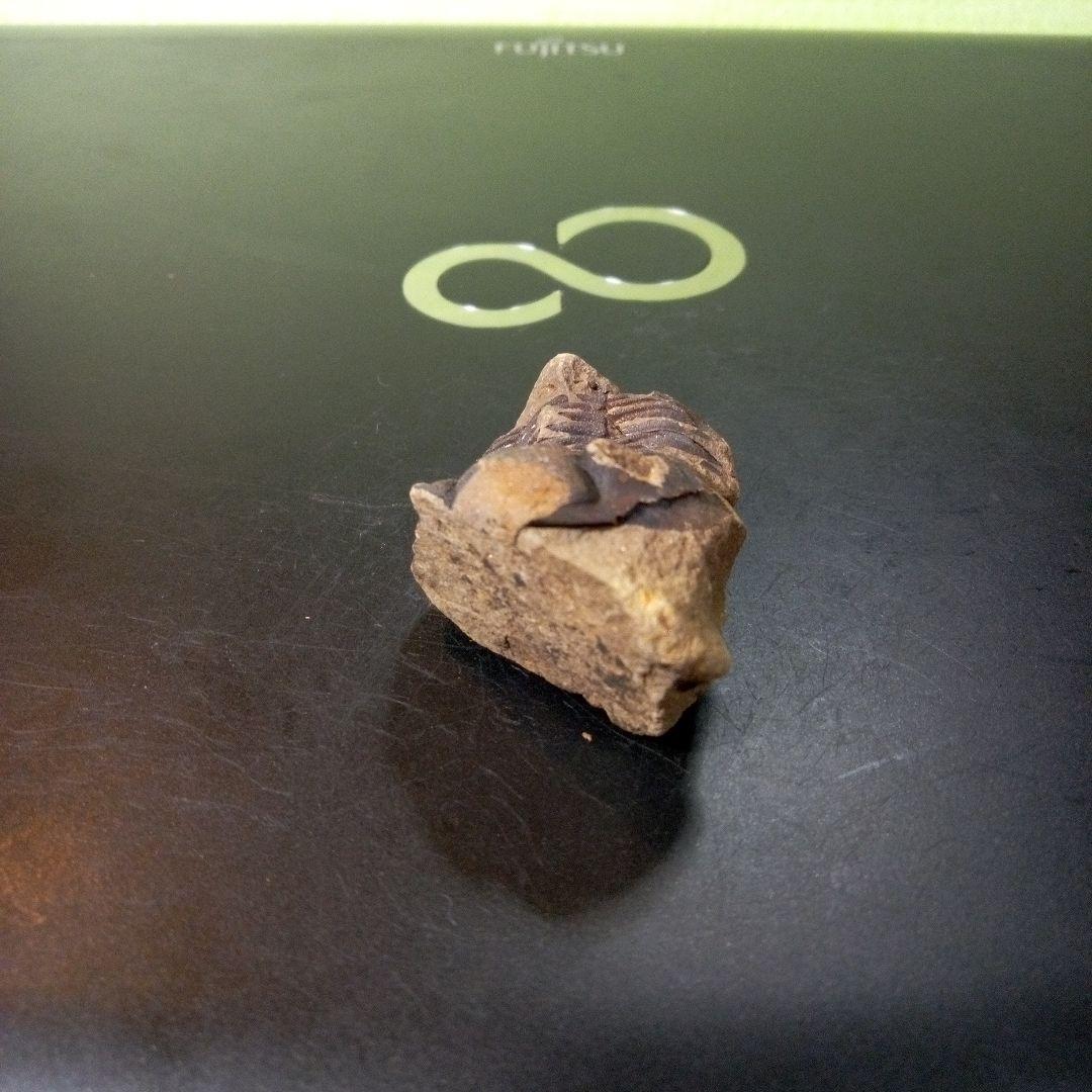 三葉虫　化石　fossil　ボリビア産　トライロバイト　Fossil番号⑤