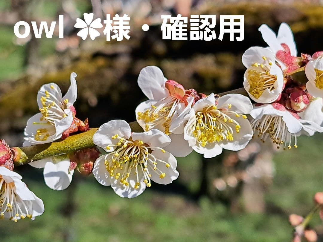 owl ‎✿様・確認用