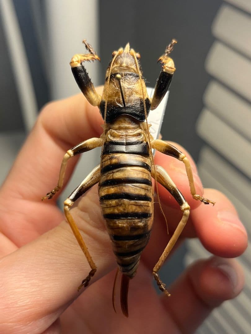 【美麗♀】ロブスターキリギリス マッチョキリギリス コロギス リオックナナ　標本