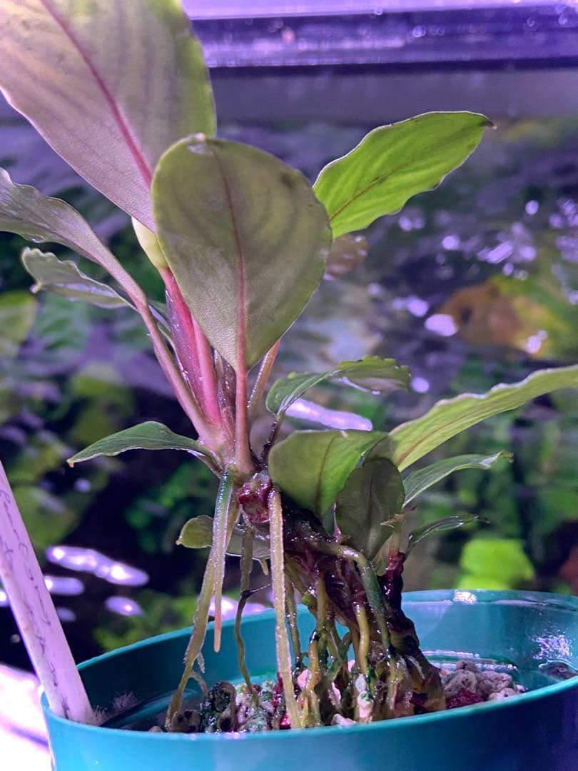 ブセファランドラ sp. パールグレイ (TB便) 2株+蕾