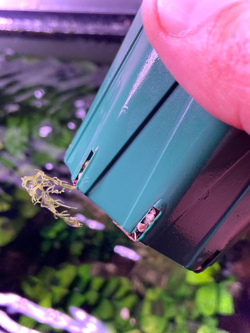 ブセファランドラ sp. パールグレイ (TB便) 2株+蕾