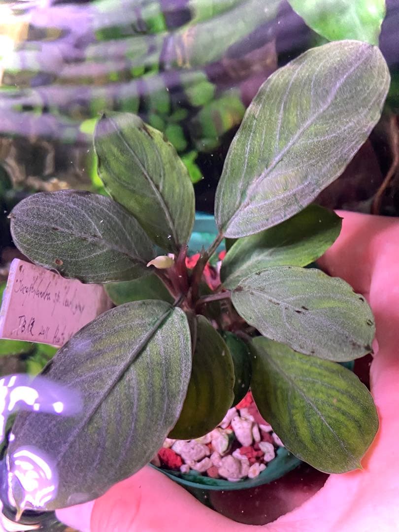 ブセファランドラ sp. パールグレイ (TB便) 2株+蕾