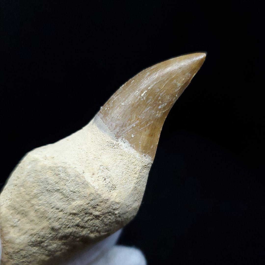 美品 歯根付き モササウルス 化石 歯 本物 85.97mm mos49