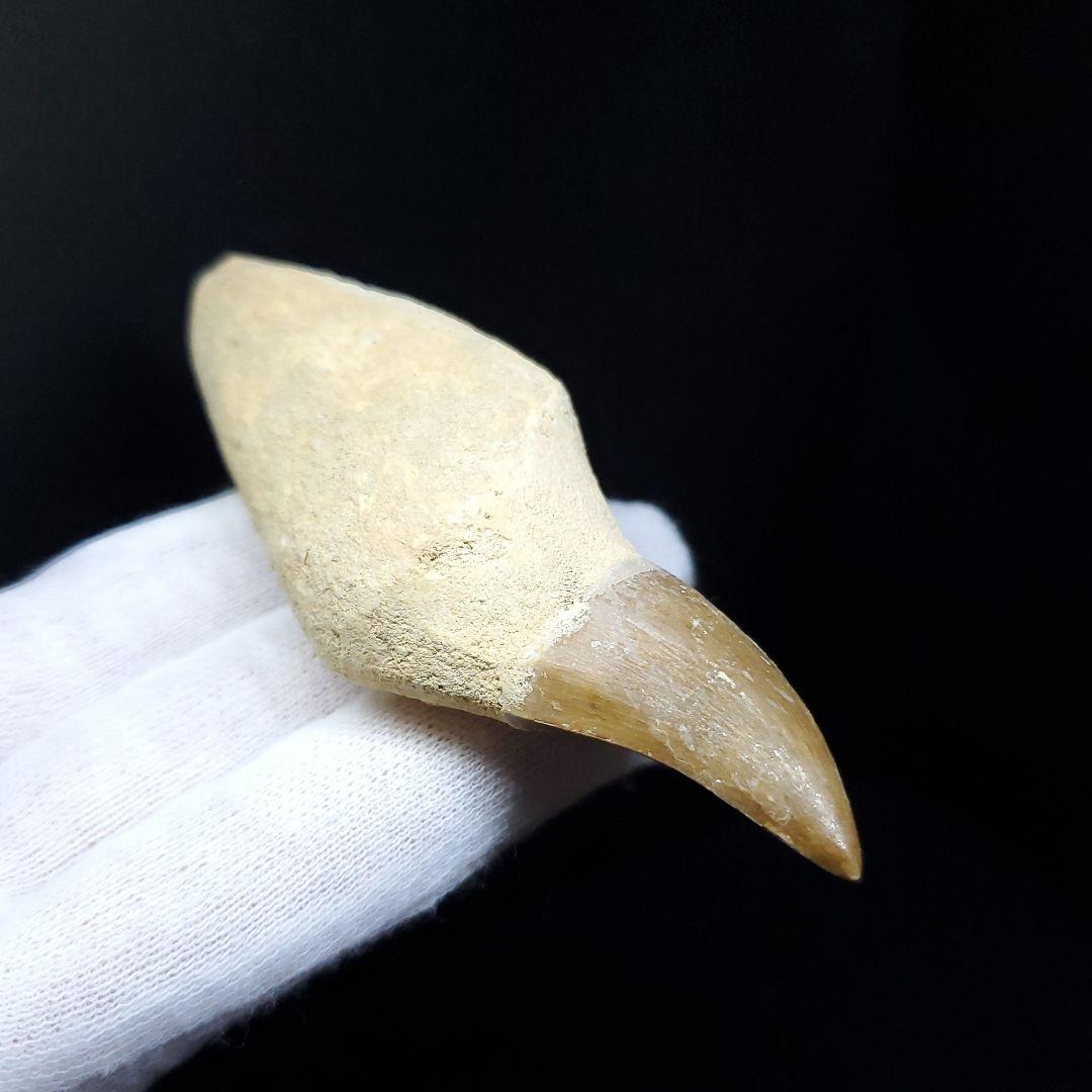 美品 歯根付き モササウルス 化石 歯 本物 85.97mm mos49