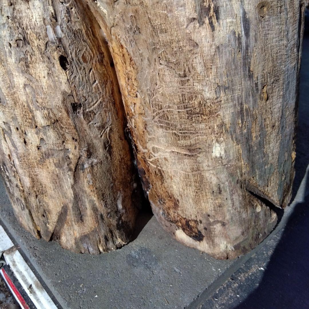 天然木製(桐材)円筒形採集道具 桐 丸洞 みつばち捕獲兼用飼育箱