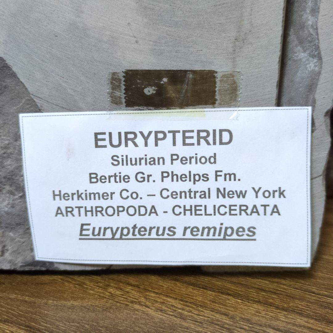 （希少）ウミサソリの化石 【2800ｇ】アメリカ・ニューヨーク州産