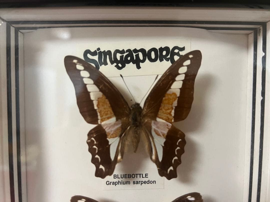 【O-982】蝶 標本 メネラウスモルフォ アオスジアゲハ リュウキュウムラサキ