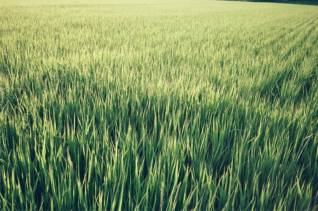 【最終セール】CONTAX T3 フィルムカメラ ケースつき