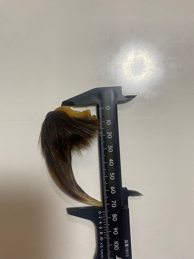 熊の爪　熊爪　巨大ヒグマ熊爪　送料無料