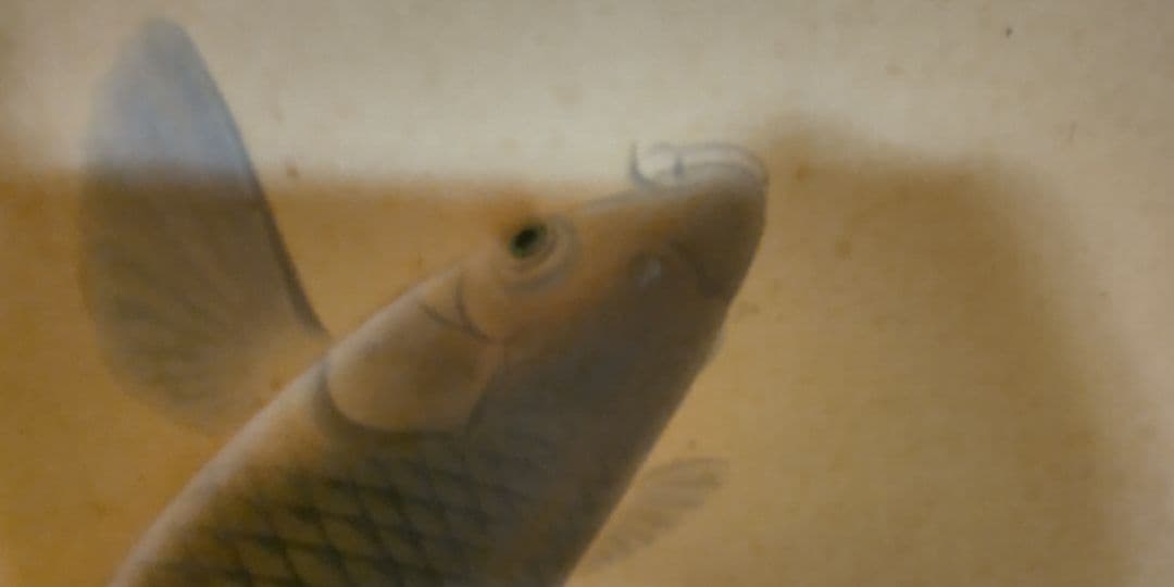 掛軸　双鯉　園泉作