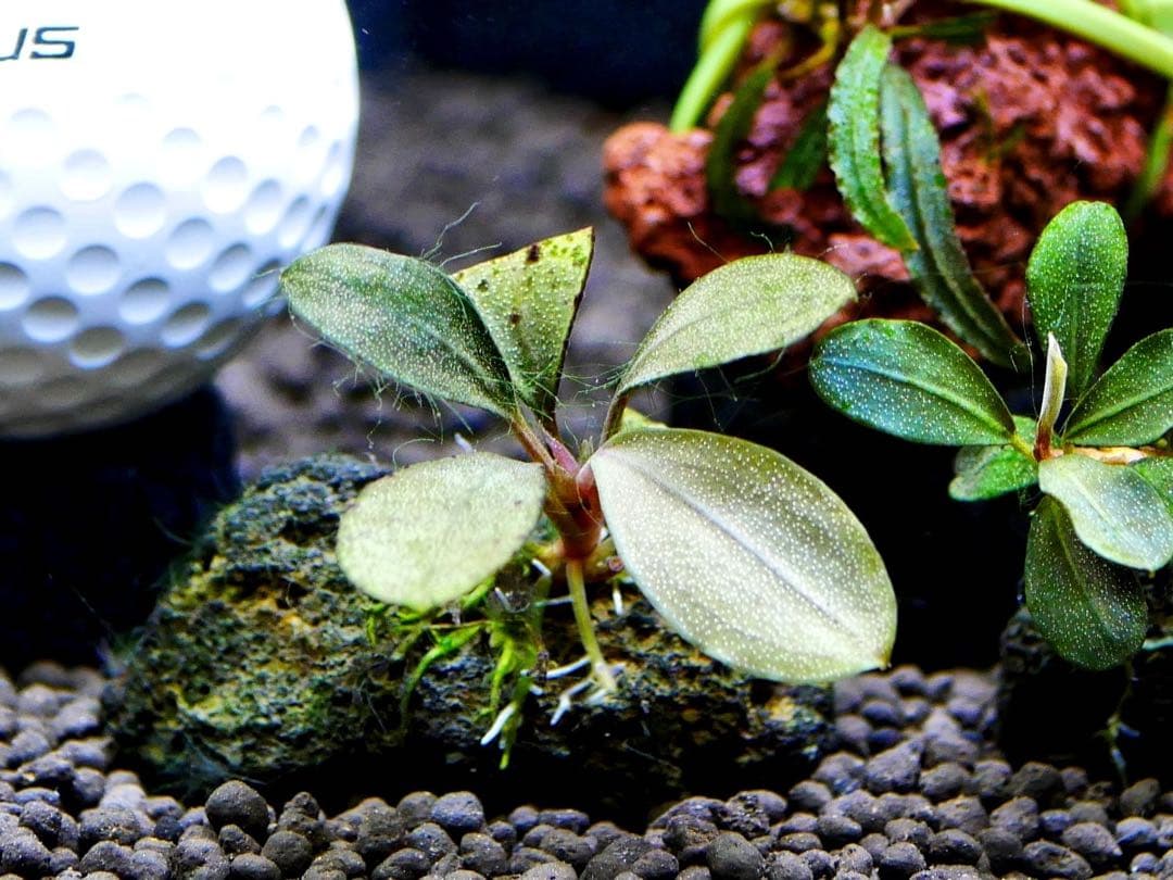 《激美》ブセファランドラ『不確定種１２株』【完全水中葉】溶岩石活着株