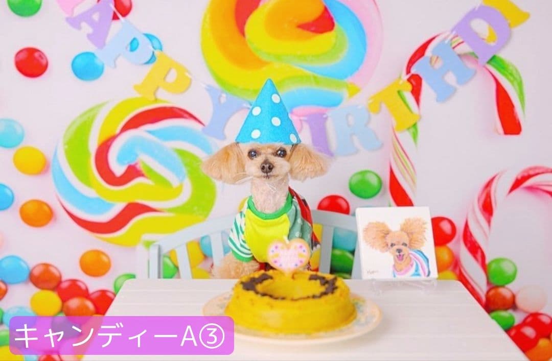 業務用　トリミングチョーカー　バレンタインリボン　苺　いちご　背景布　セット