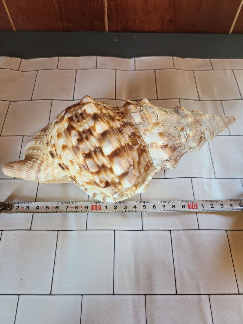 五島列島!特大! 貝殻　貝　標本　コレクション　タカラガイ　アンティーク　化石