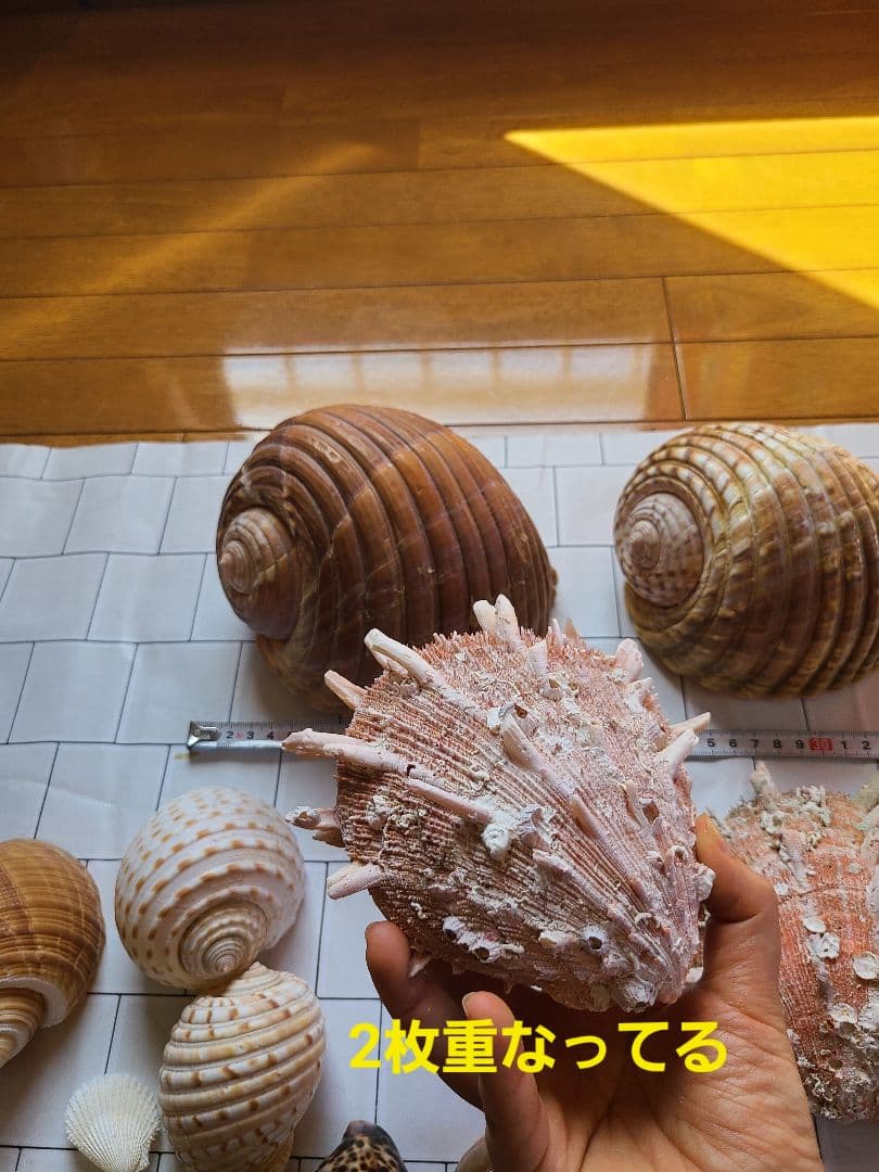 五島列島!特大! 貝殻　貝　標本　コレクション　タカラガイ　アンティーク　化石