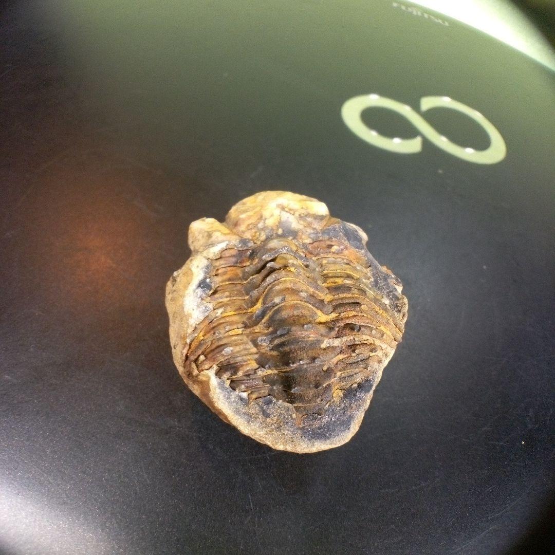 三葉虫　化石　fossil　ボリビア産　trilobite　海生動物識別③