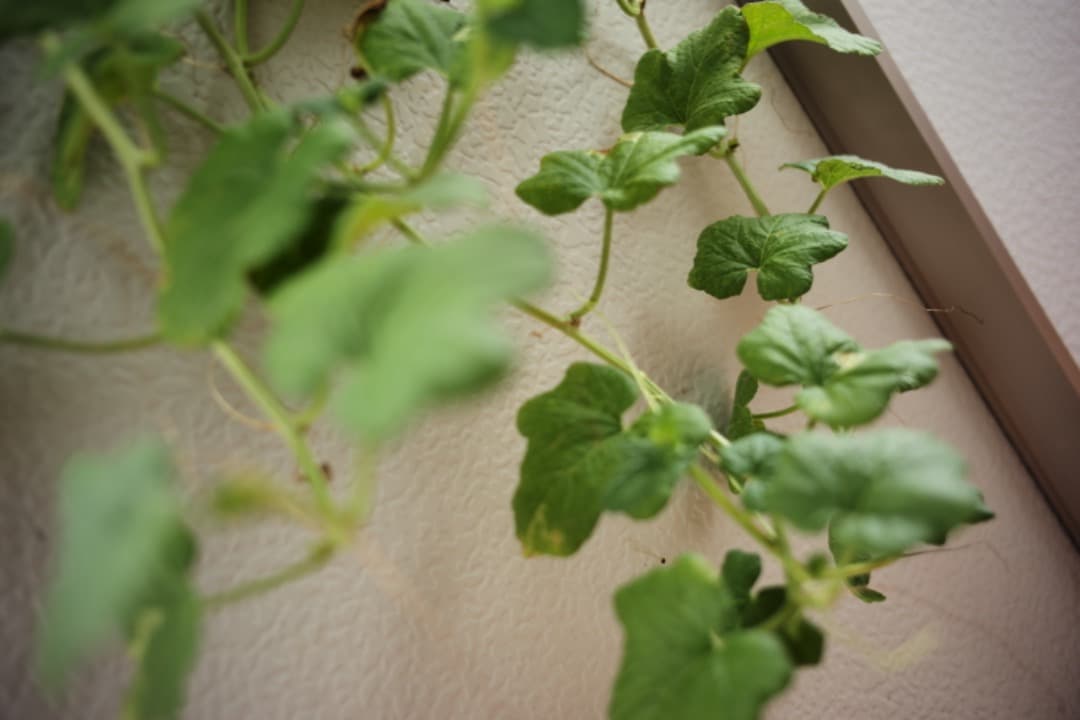 ズミクロン Summicron M35mm F2 ASPH フード付き