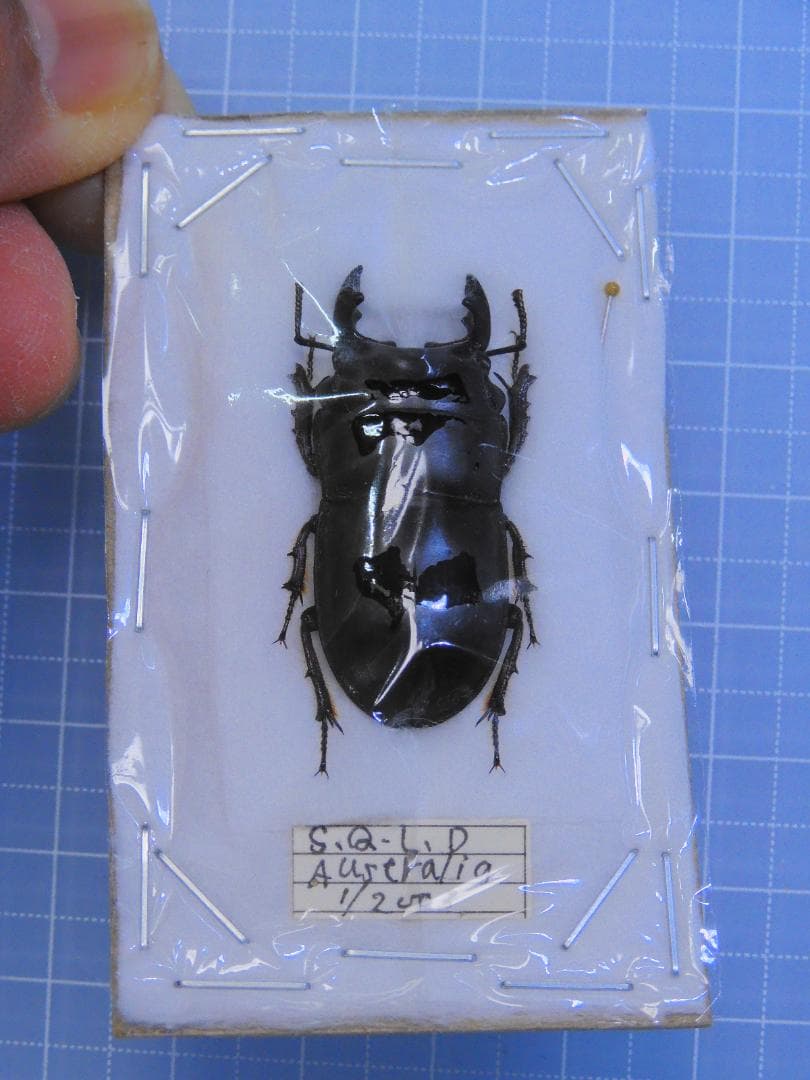 オーストラリア産　オベサスオオコツノクワガタ　35mm