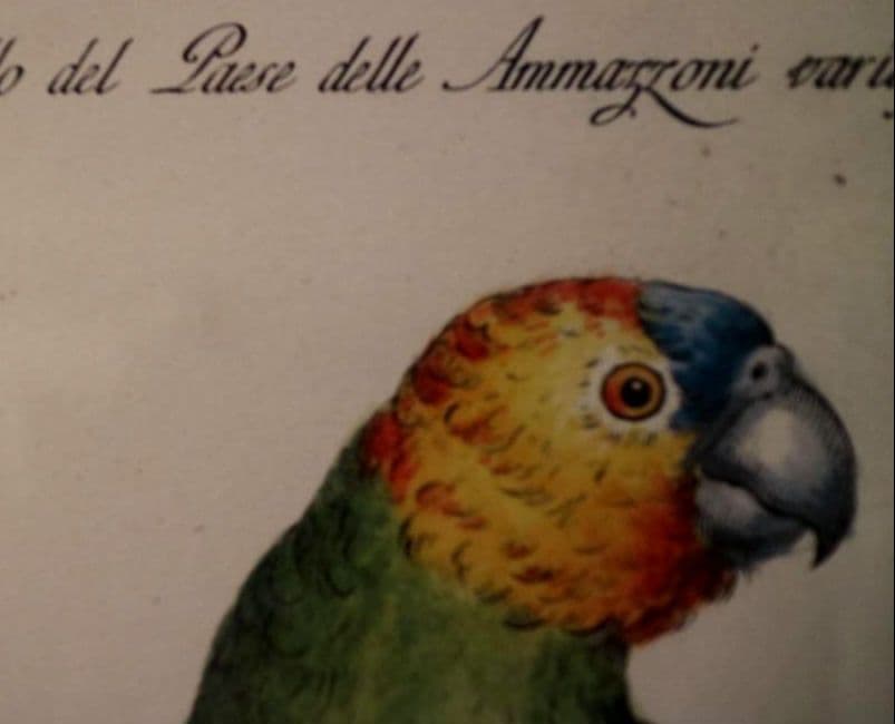 額装品　リプロダクション　S.マネッティ「鸚鵡の図」鳥類図鑑　博物画　美品