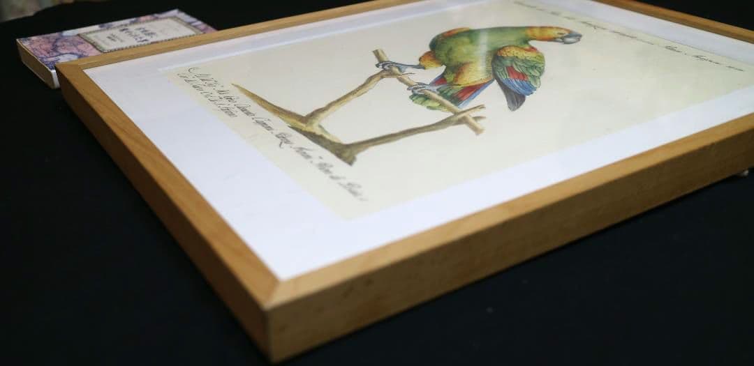 額装品　リプロダクション　S.マネッティ「鸚鵡の図」鳥類図鑑　博物画　美品