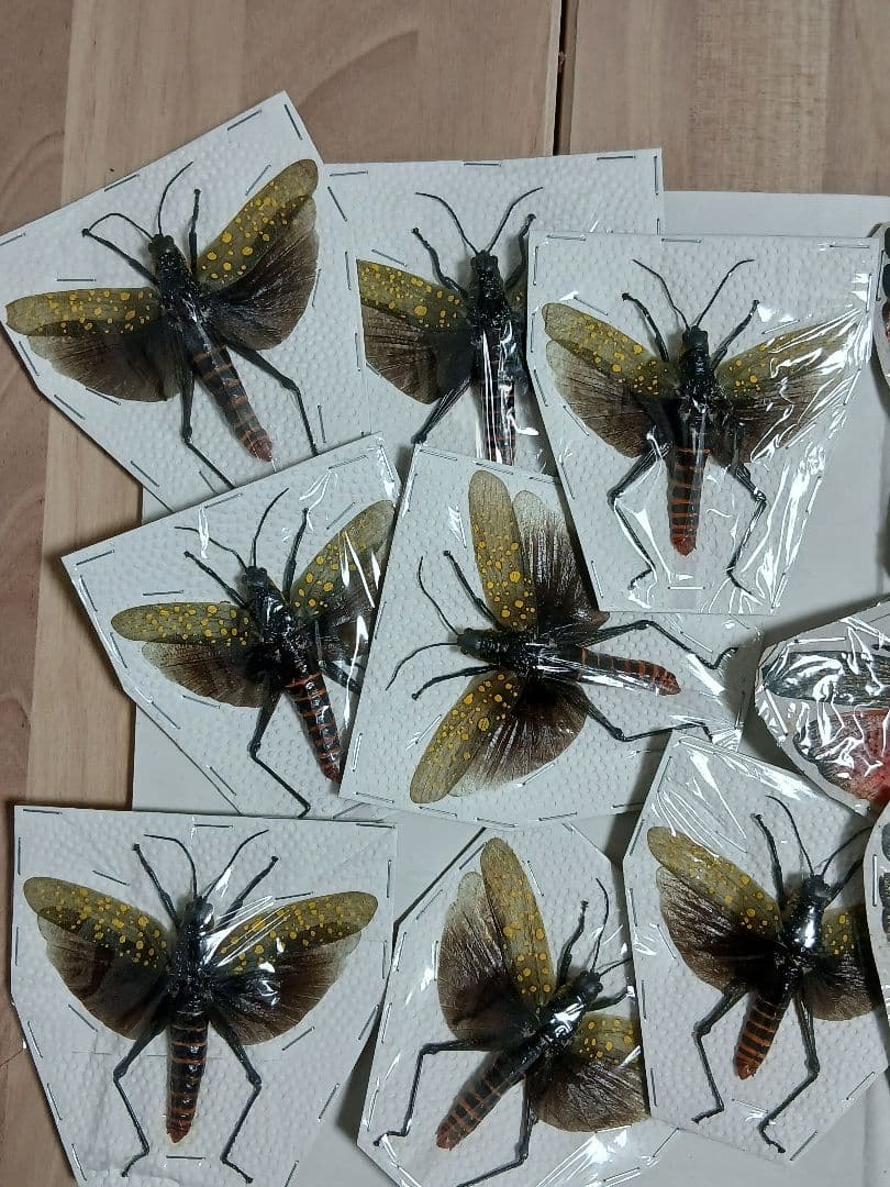 海外標本｜甲虫標本・バッタ標本（昆虫標本）