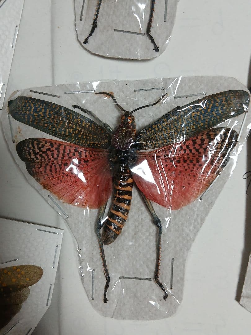 海外標本｜甲虫標本・バッタ標本（昆虫標本）