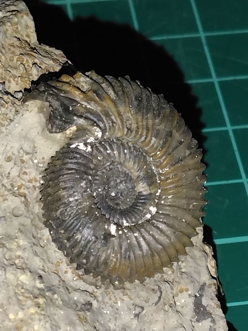 ドイツ産　アンモナイト　ガランティアナ　ジュラ紀　化石