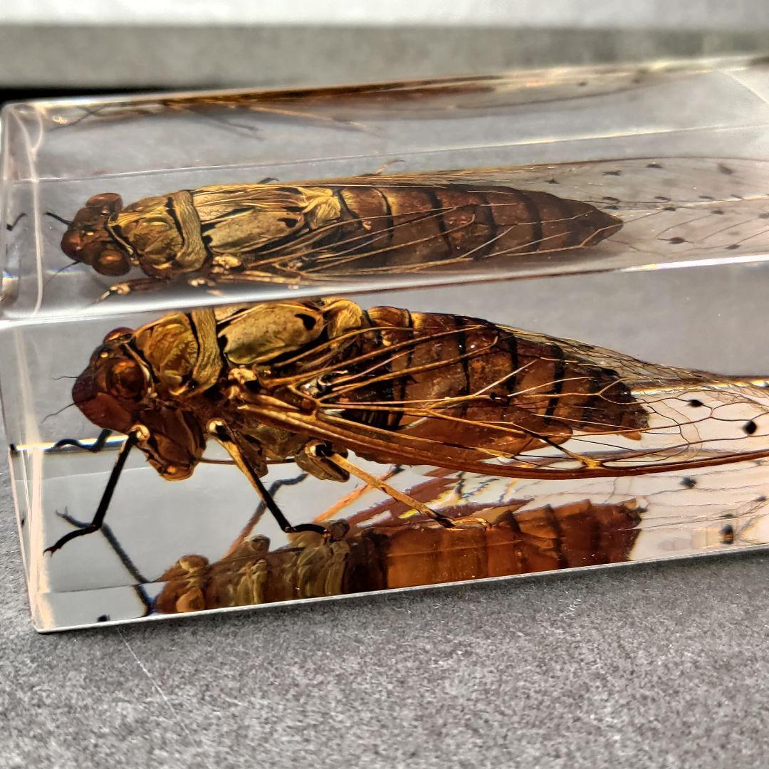 セミ レジン封入標本 テイオウゼミ