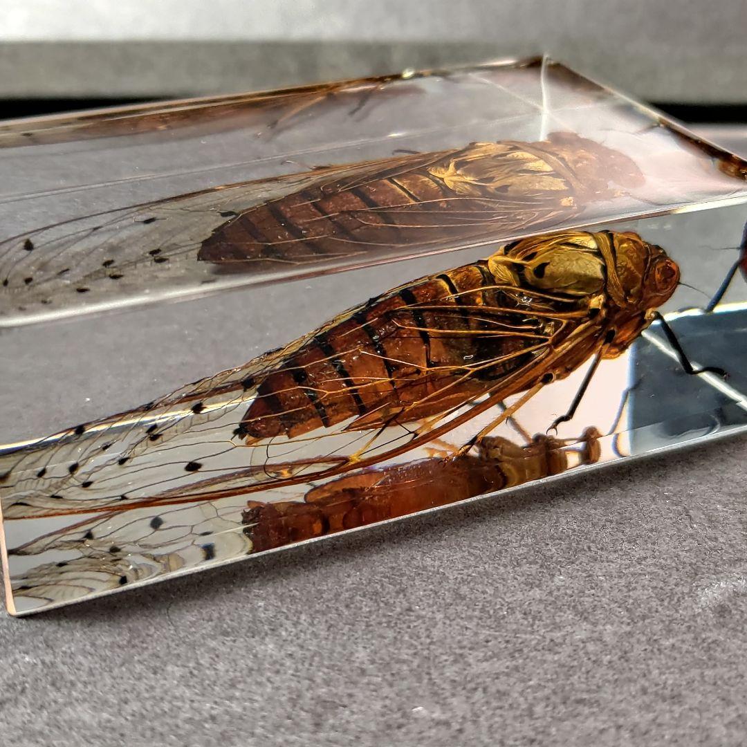 セミ レジン封入標本 テイオウゼミ