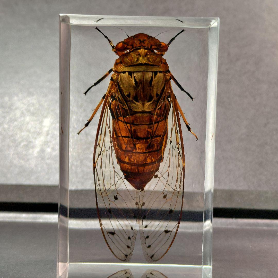 セミ レジン封入標本 テイオウゼミ