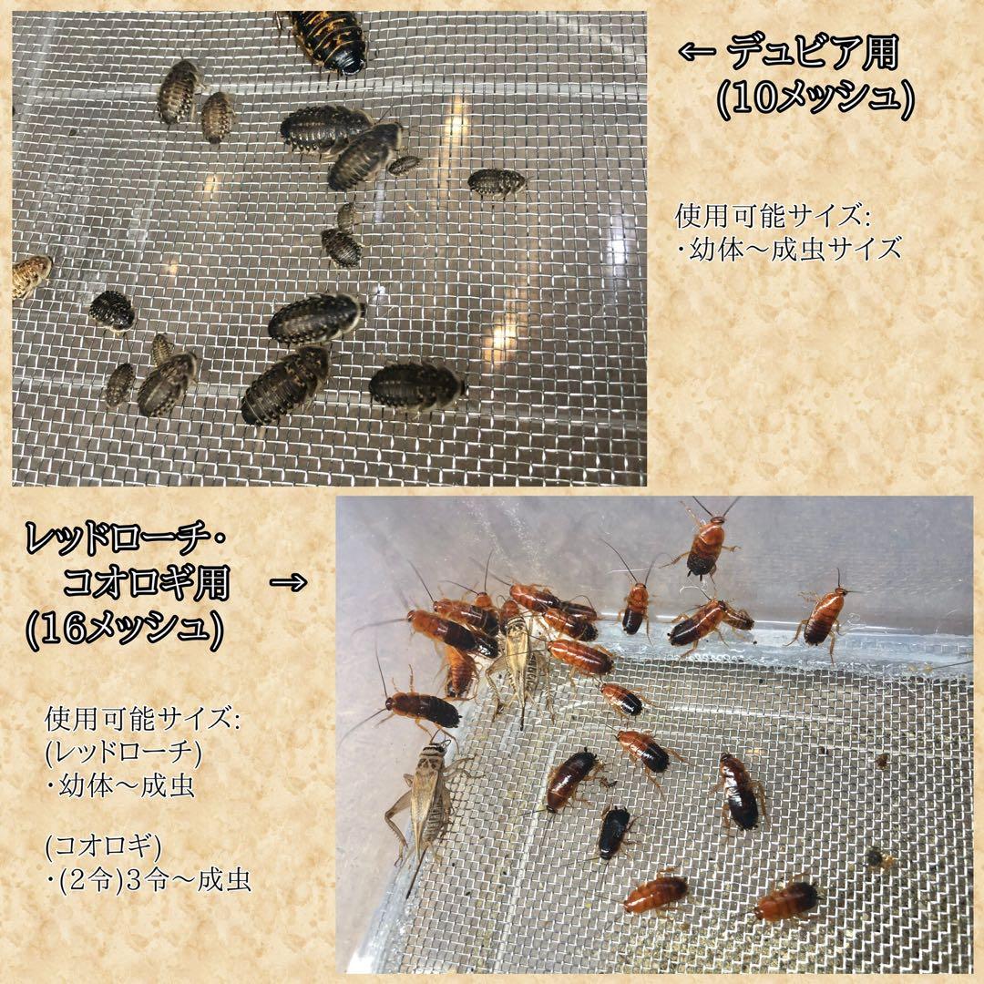 イトちん様　M (イエコ)