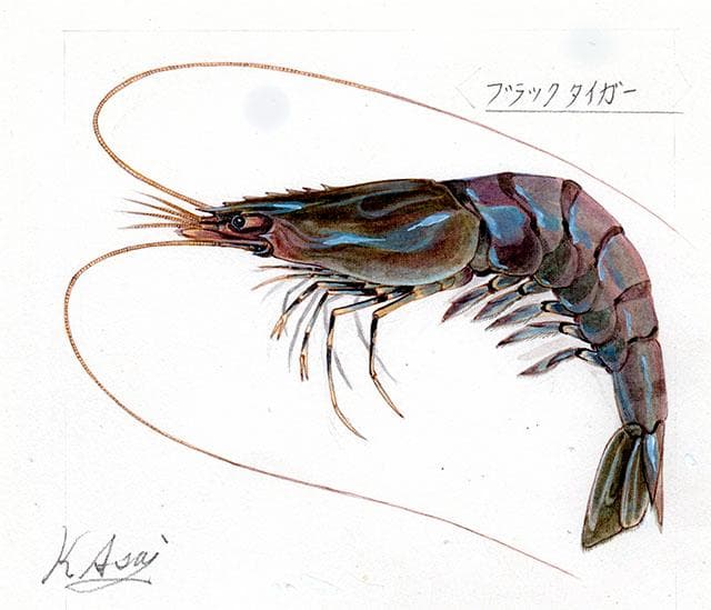 生物細密画（水彩）「ブラックタイガー」