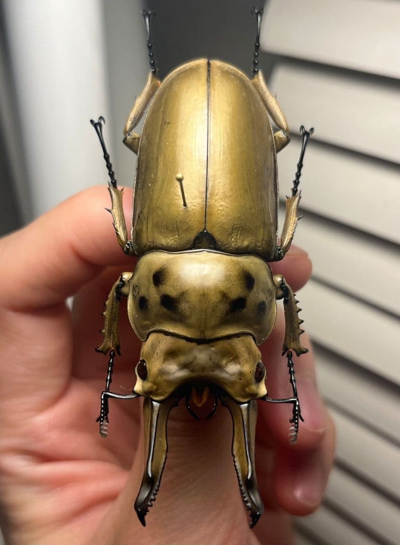 【75mm】モセリオウゴンオニクワガタ Allotopus　昆虫標本