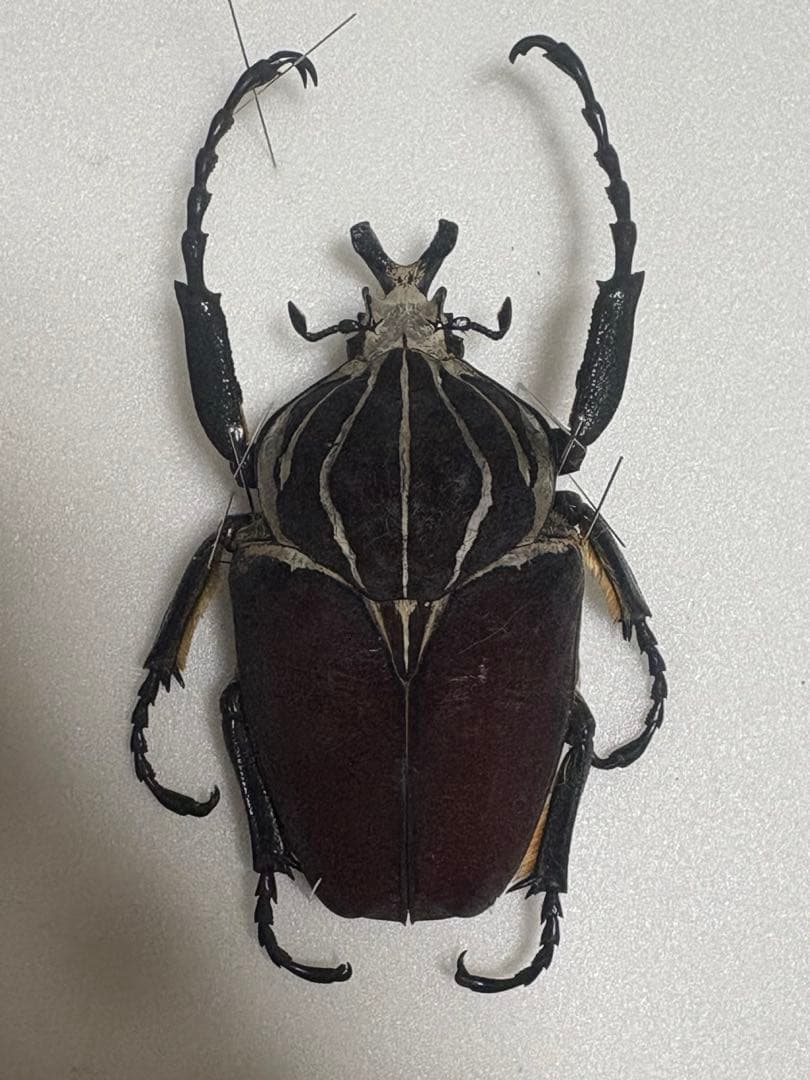 カメルーン産　ゴライアス