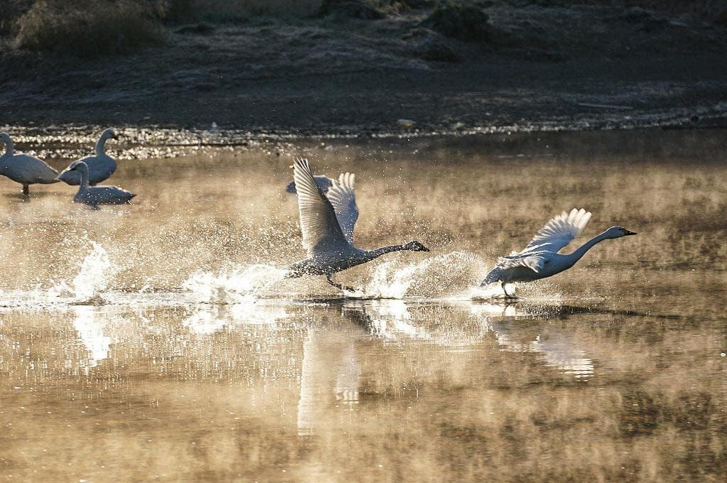 一日一歩シグマ 100-400mm F5-6.3 DG DN OS ソニー