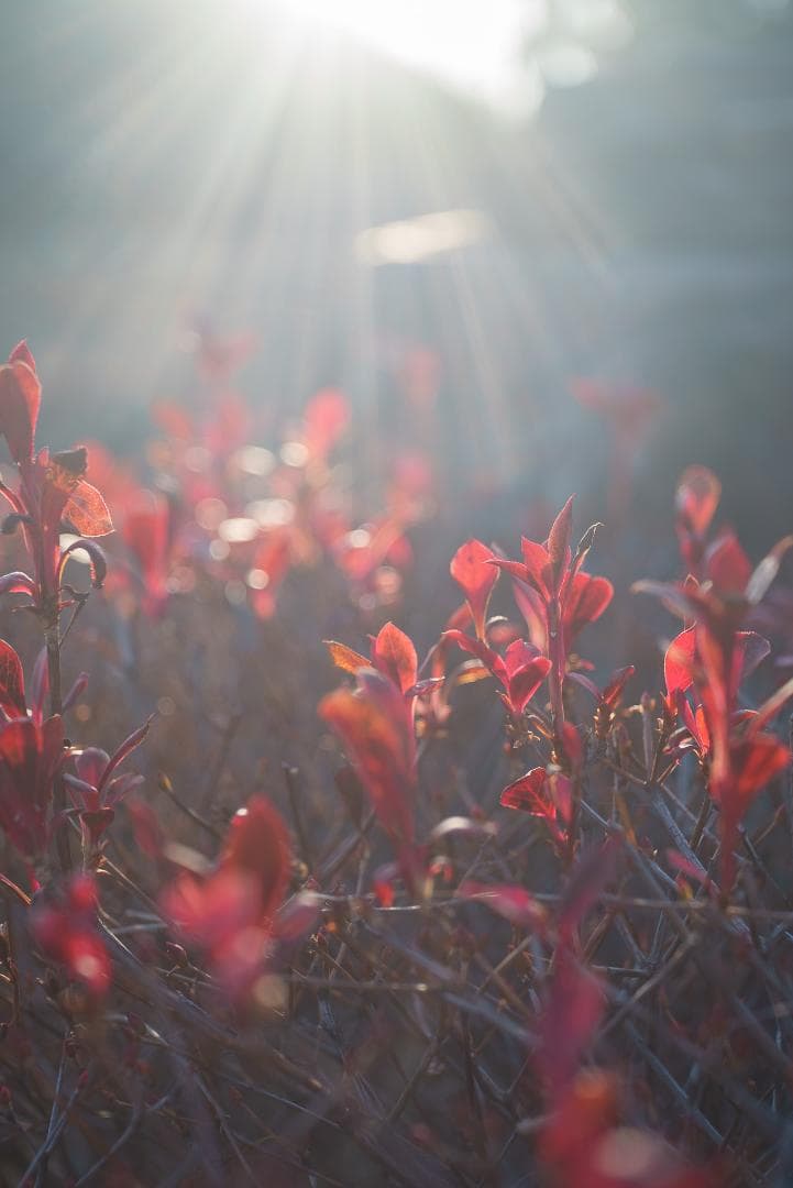 美品！赤エルマーダイヤ入！Redscale Elmar 50mm F3.5