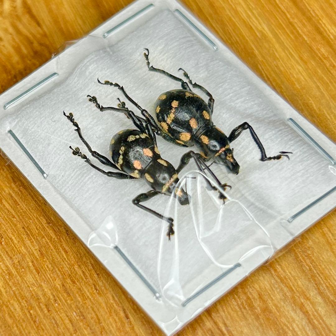 01112 カタゾウムシ　10種セットＢ