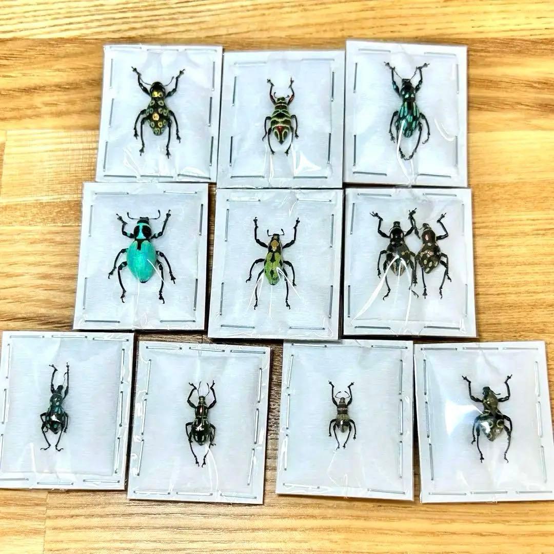 01112 カタゾウムシ　10種セットＢ
