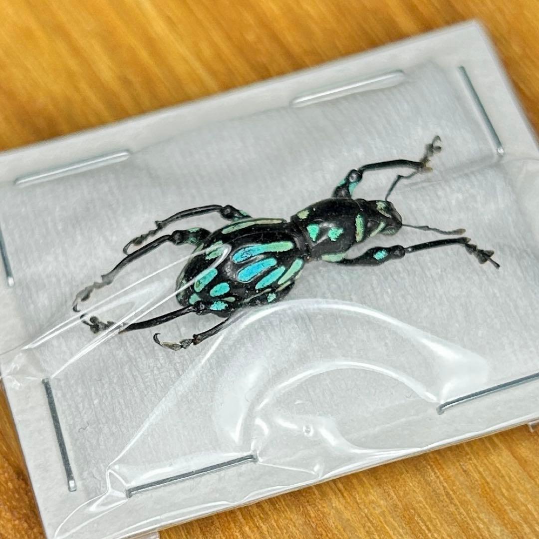 01112 カタゾウムシ　10種セットＢ