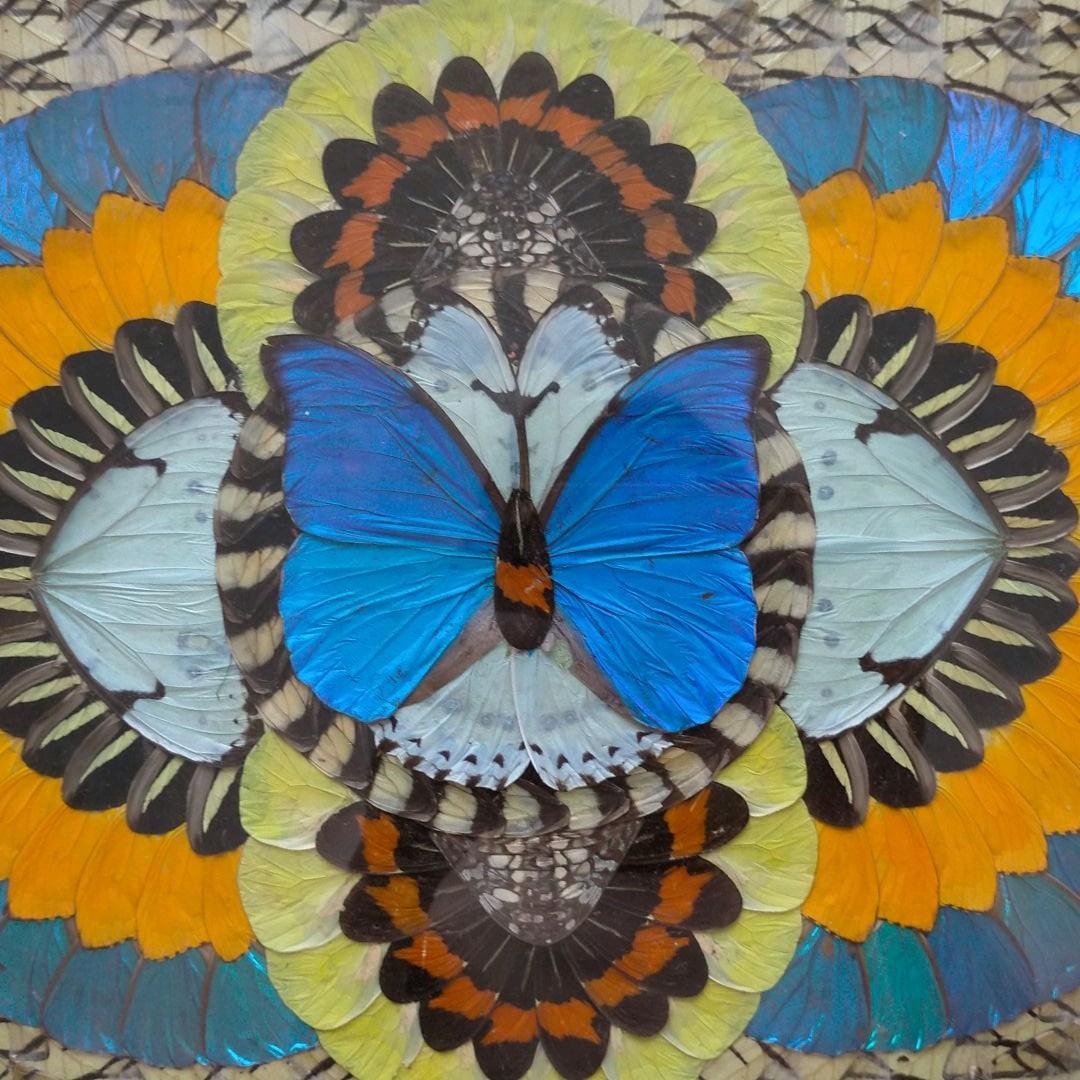 モルフォ蝶　貼り絵　芸術品