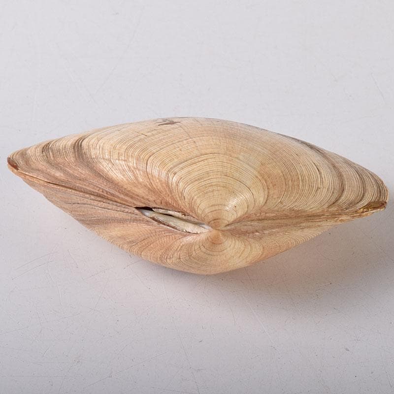 茶道具　金蒔絵　裏千家　十四代　淡々斎花押　あさり香合　時代箱　V　R8470