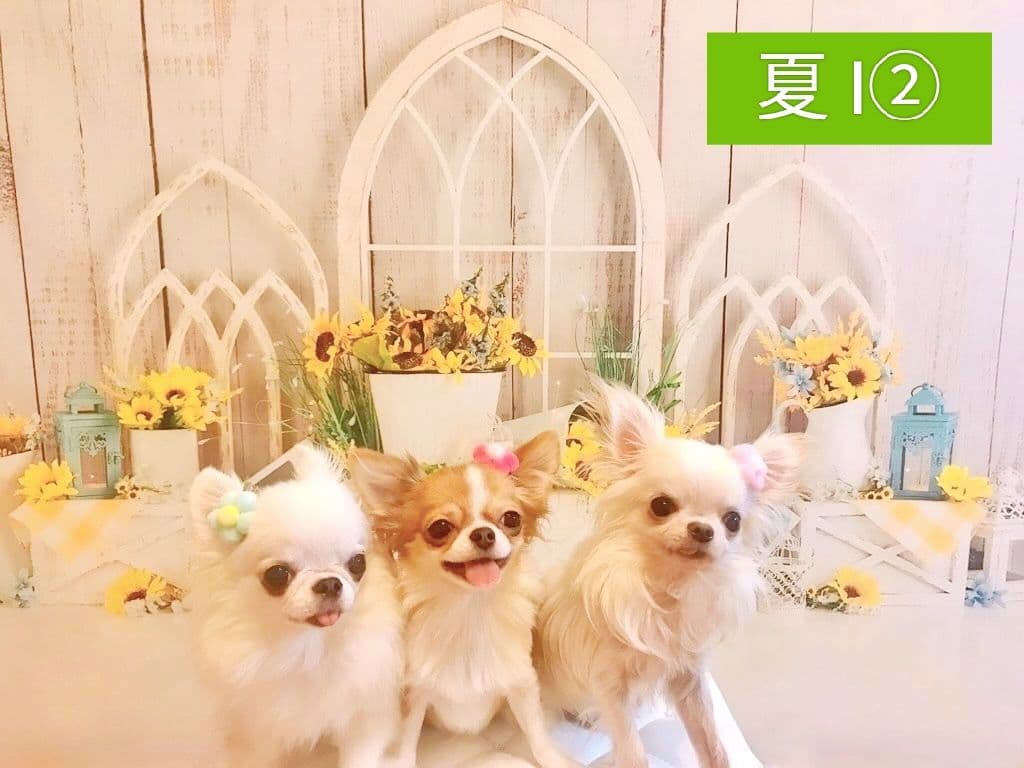 背景布【　ティファニーブルー　】ペット撮影用　キラキラ、ストーン、宝石、リボン