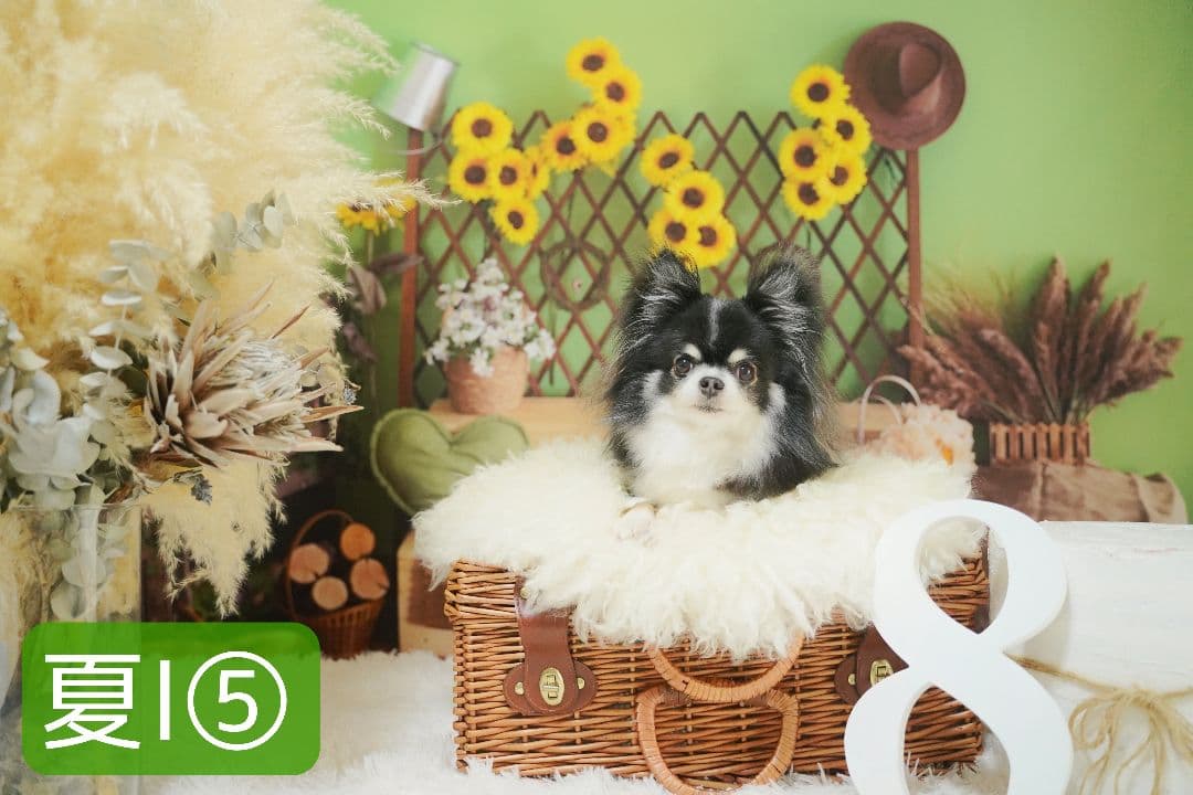 背景布【　ティファニーブルー　】ペット撮影用　キラキラ、ストーン、宝石、リボン