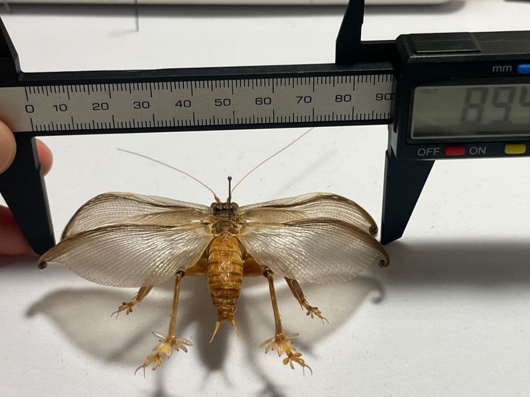 【希少産地】ミャンマー産のマキバネコロギス 昆虫標本バッタ キリギリスコロギス