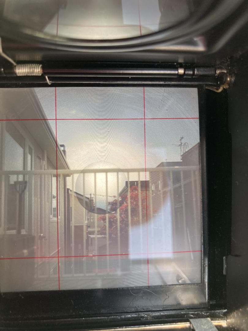 若葉が鮮やか　キラキラ感 YASHICA FLEX インテリアにもどうぞ