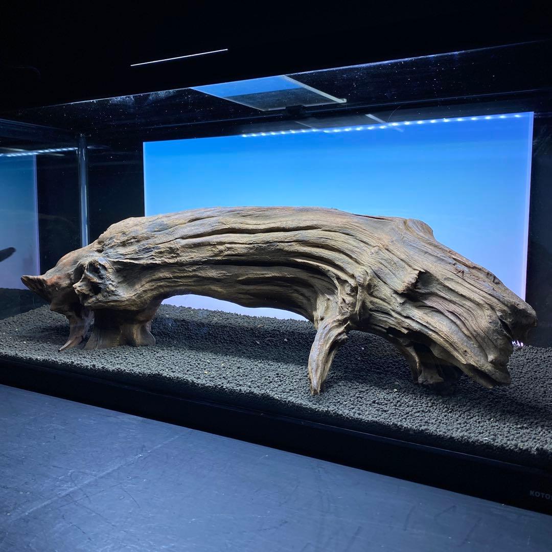 MRW-6331 特大自立赤系流木　アーチ流木　1点物　自立流木　90cm水槽用