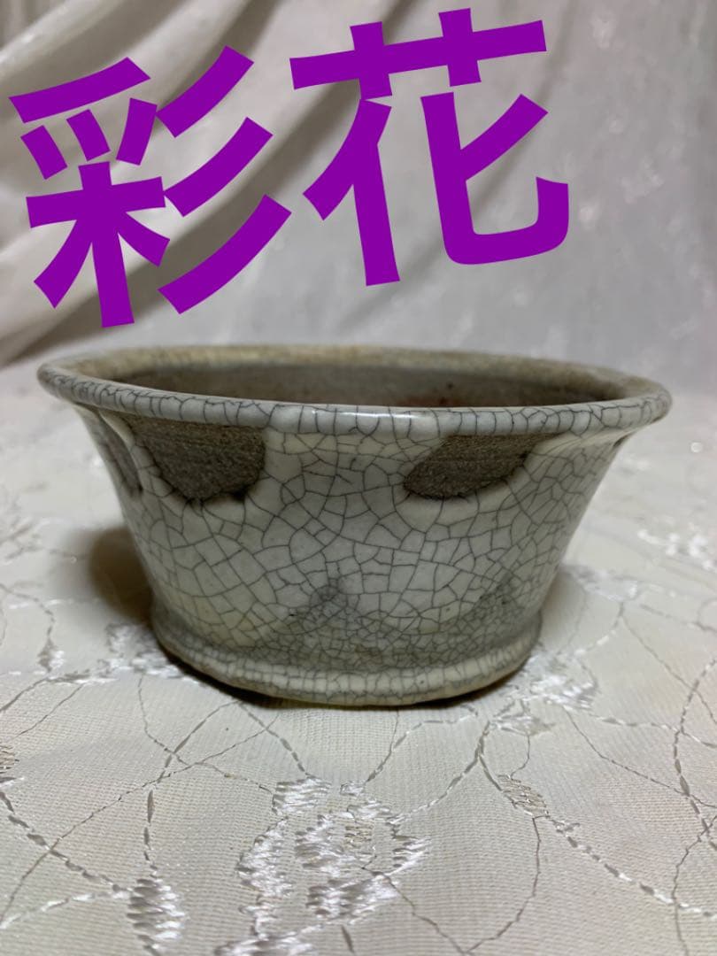 彩花　盆栽鉢　丸