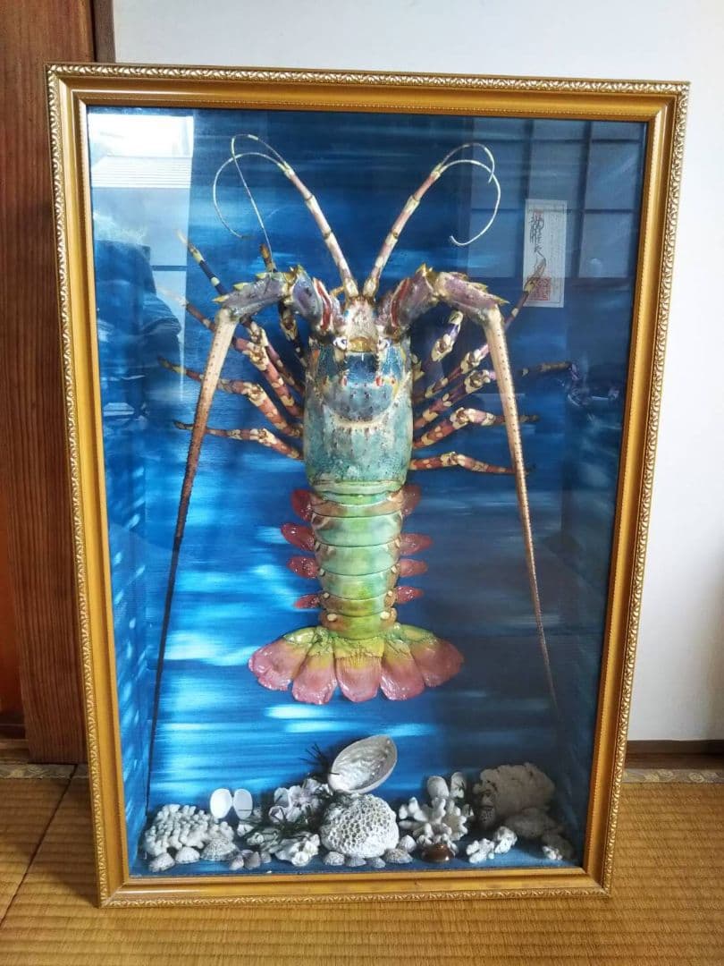 伊勢海老 剥製