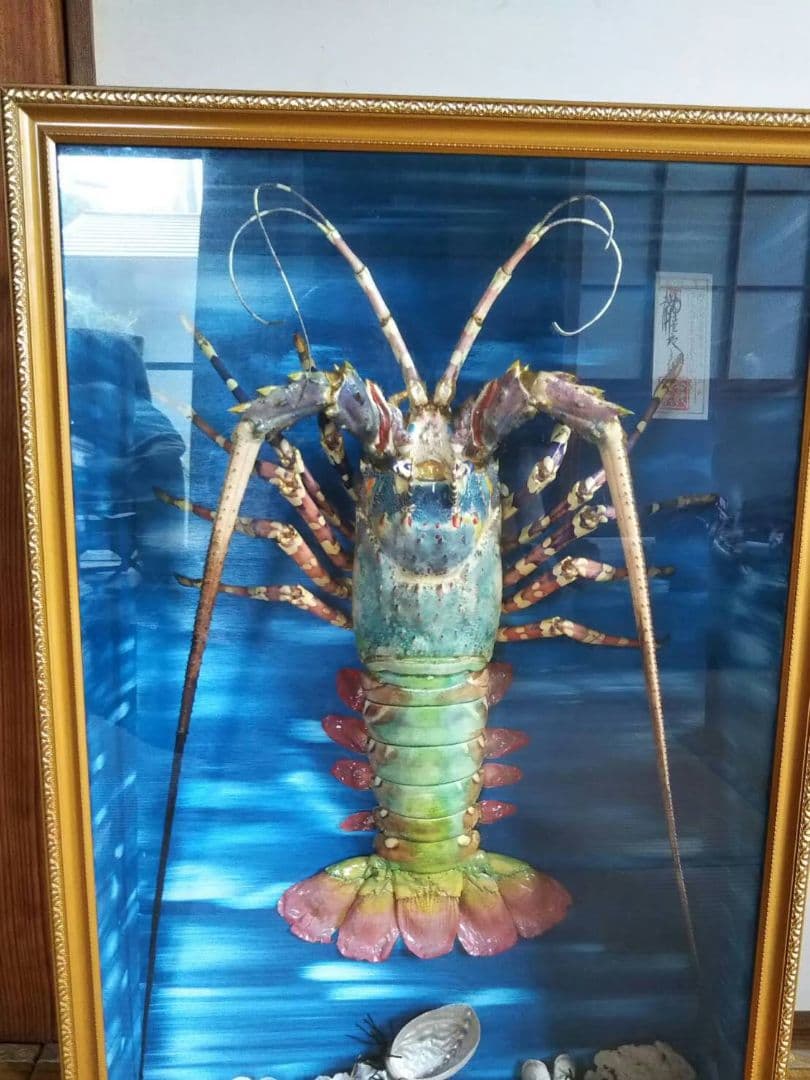 伊勢海老 剥製
