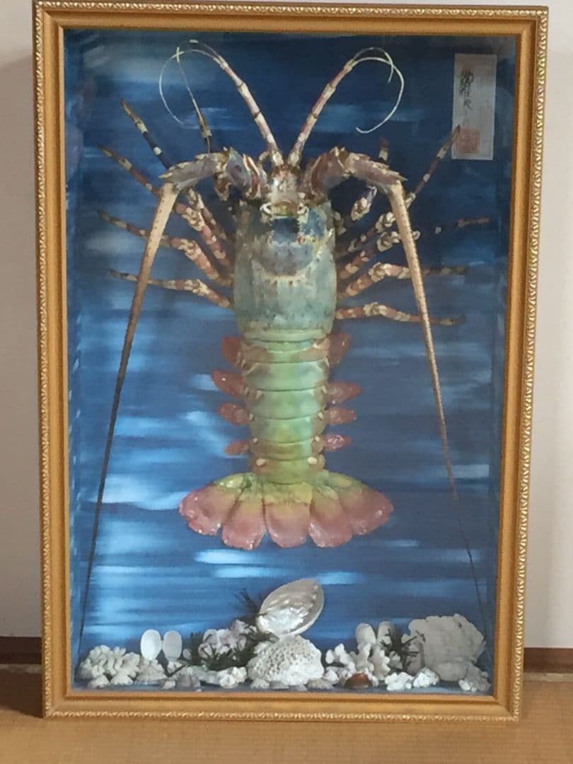 伊勢海老 剥製