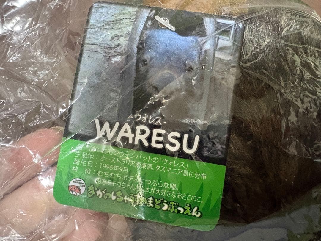 茶臼山動物園　ウォンバット　ぬいぐるみ ウォレス モモコ